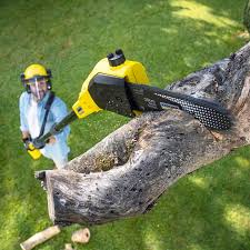 Best Tree Health Inspection  in Clear Lake Shores, TX