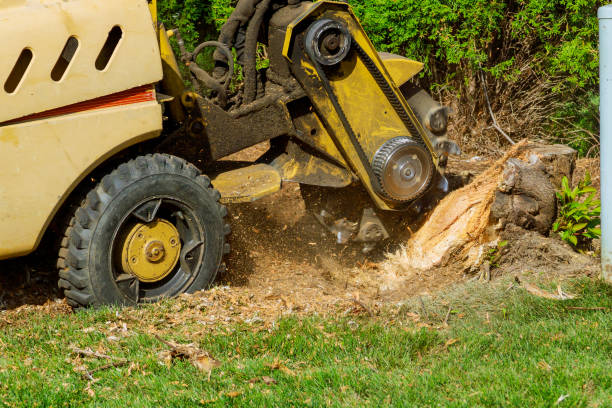 How Our Tree Care Process Works  in  Clear Lake Shores, TX