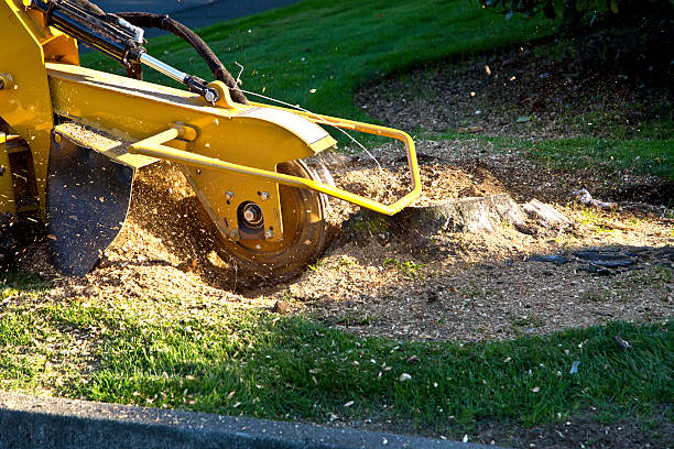 Trusted Clear Lake Shores, TX Tree Services Experts